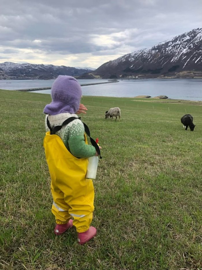 Barn på jordet med sauer ved fjorden barn i gule regnklær ser på sauer som beiter på jordet ved fjord og fjell