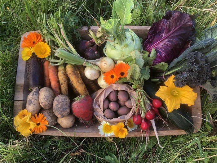 Kasse med sesongens grønnsaker og blomster, blant annet poteter, gulrøtter, kål, reddiker og spiselige blomster