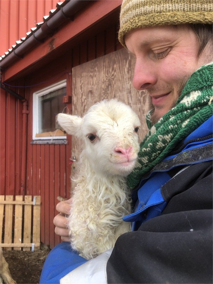 Nært møte med lam Person som holder et lite lam tett inntil seg på gården