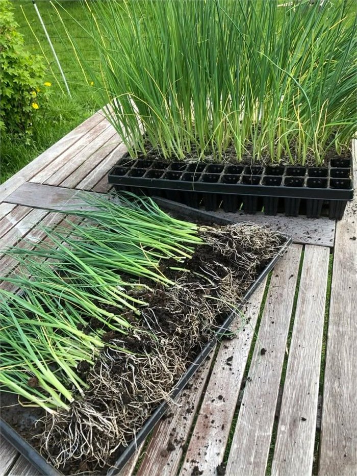 Purreplanter klare for utplanting Purreplanter og røtter klare for utplanting på bord ute på gården