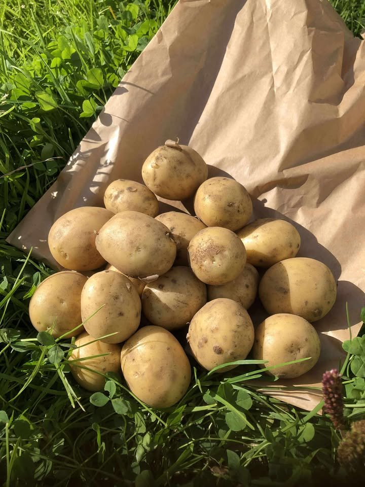 Tapaspotet Vakuumpakket lammebog fra Hundstad gård