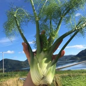 Fennikelplante med grønne stilker og fjæraktige blader på åkeren