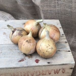 Gule løk samlet på en lys trekasse