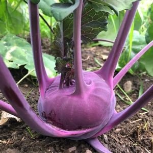 Lilla knutekålplante med blader på åkeren