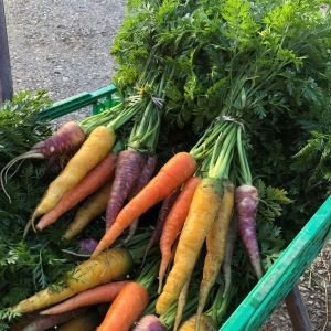 Bunt med gulrøtter i ulike farger i en grønn kasse