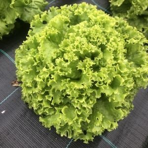 Grønn krusete salat sett ovenfra