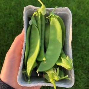 Sukkererter i belger i en liten pappkurv